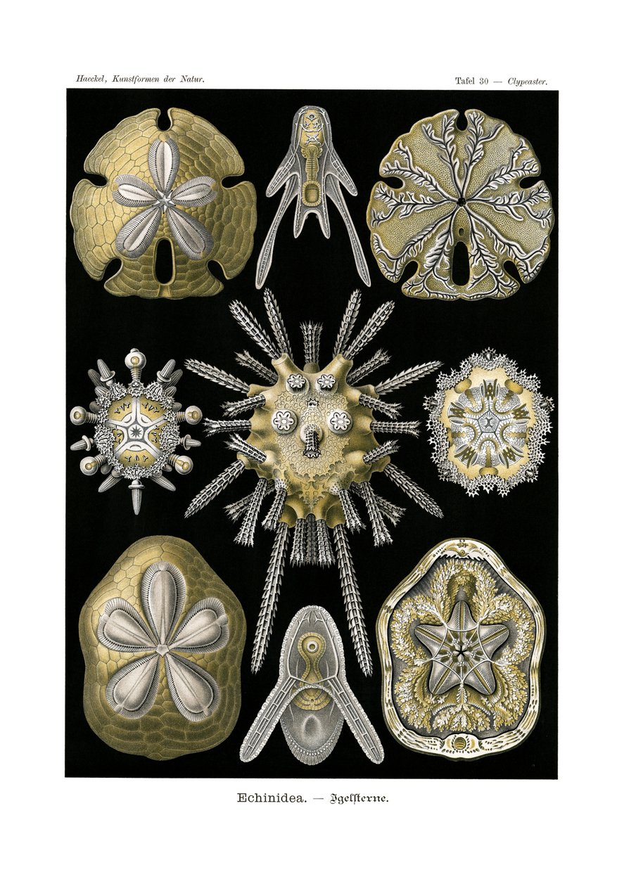 Echinidea, 1899-1904 de German School