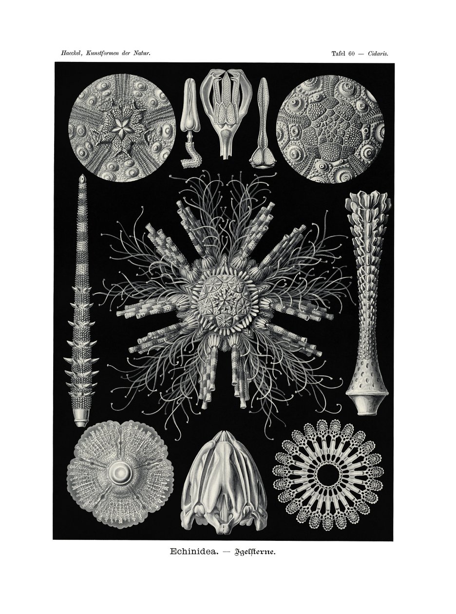 Echinidea, 1899-1904 de German School
