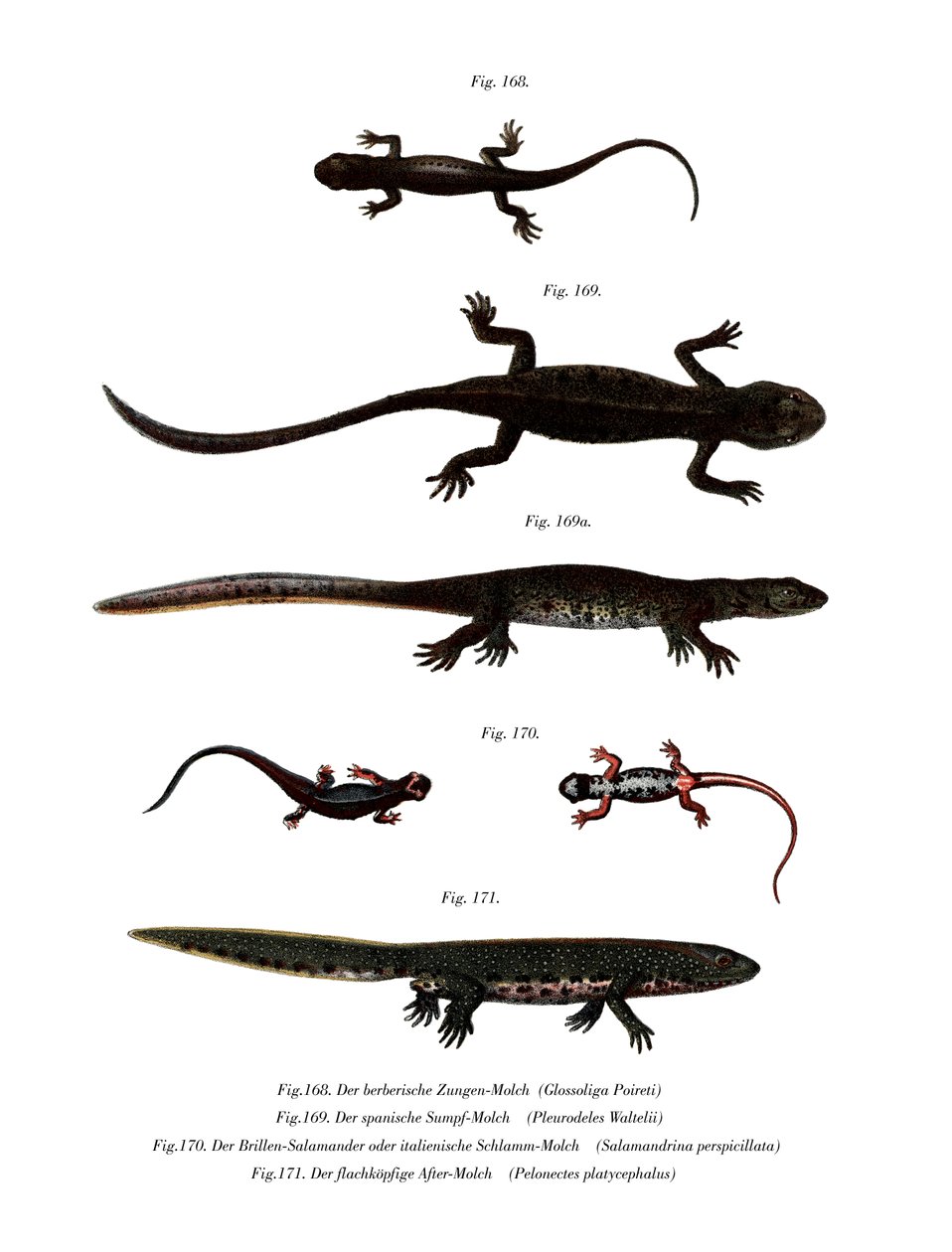 Edough Peninsula Ribbed Newt (cor litho) de German School