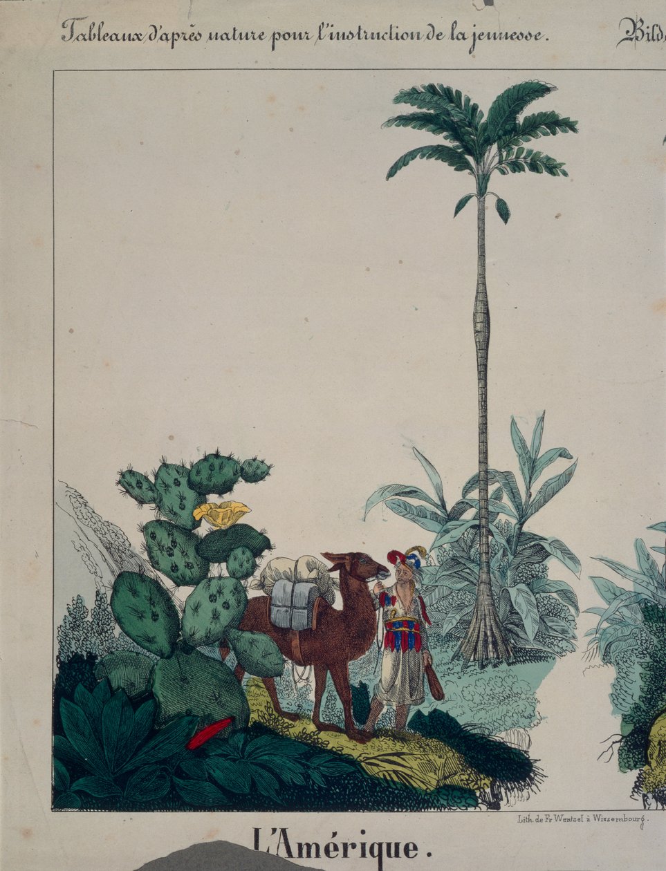 Cartaz educativo com flora e fauna da América do Sul, lado esquerdo, publicado por F. Wentzel, Weissenburg, 1840 (ver também 379942) de German School