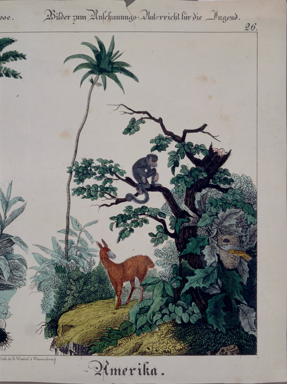 Cartaz educativo com flora e fauna da América do Sul, lado direito, publicado por F. Wentzel, Weissenburg, 1840 (ver também 379941) de German School