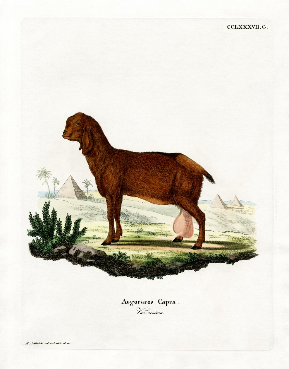 Cabra Egípcia (gravura colorida) de German School