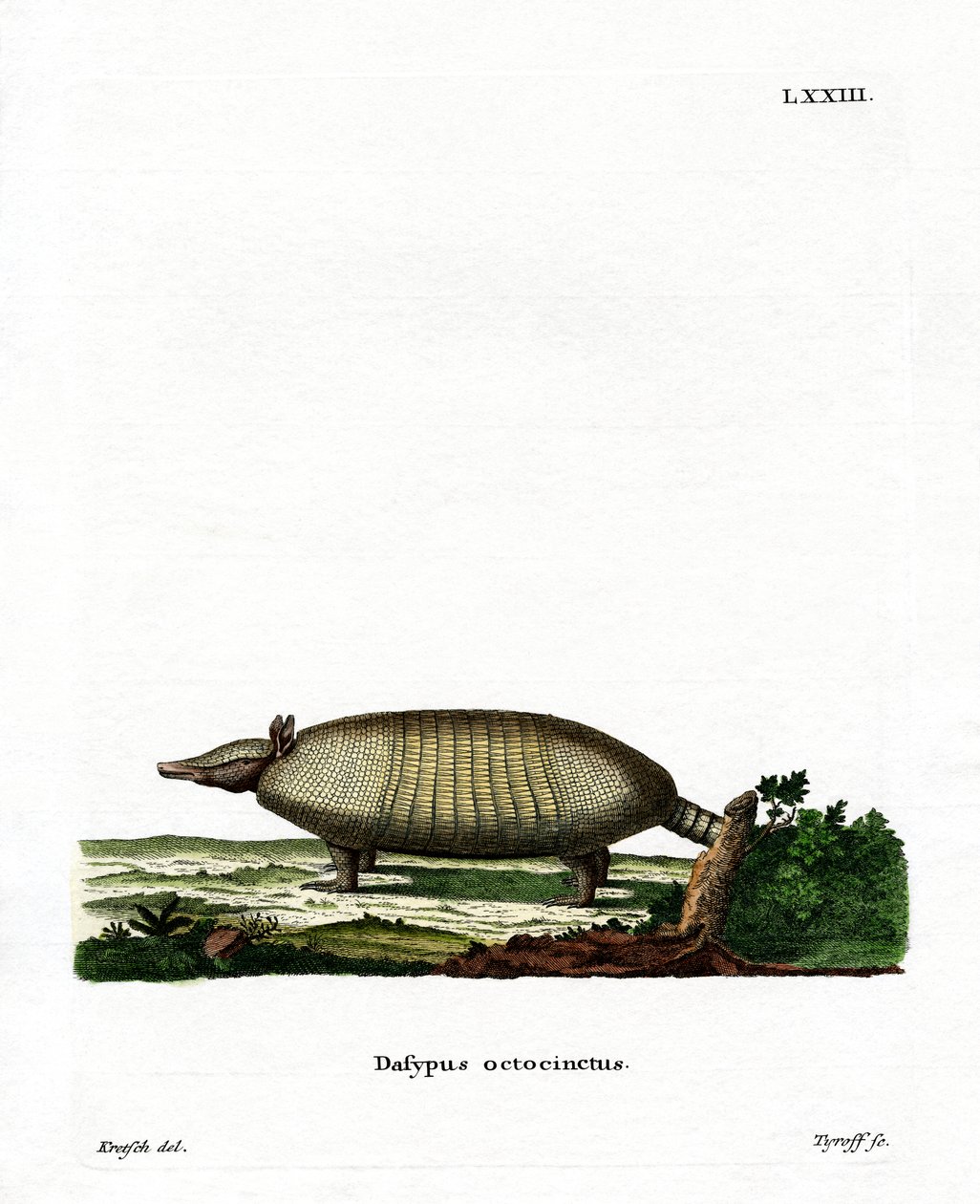 Armadillo de oito bandas (gravação a cores) de German School