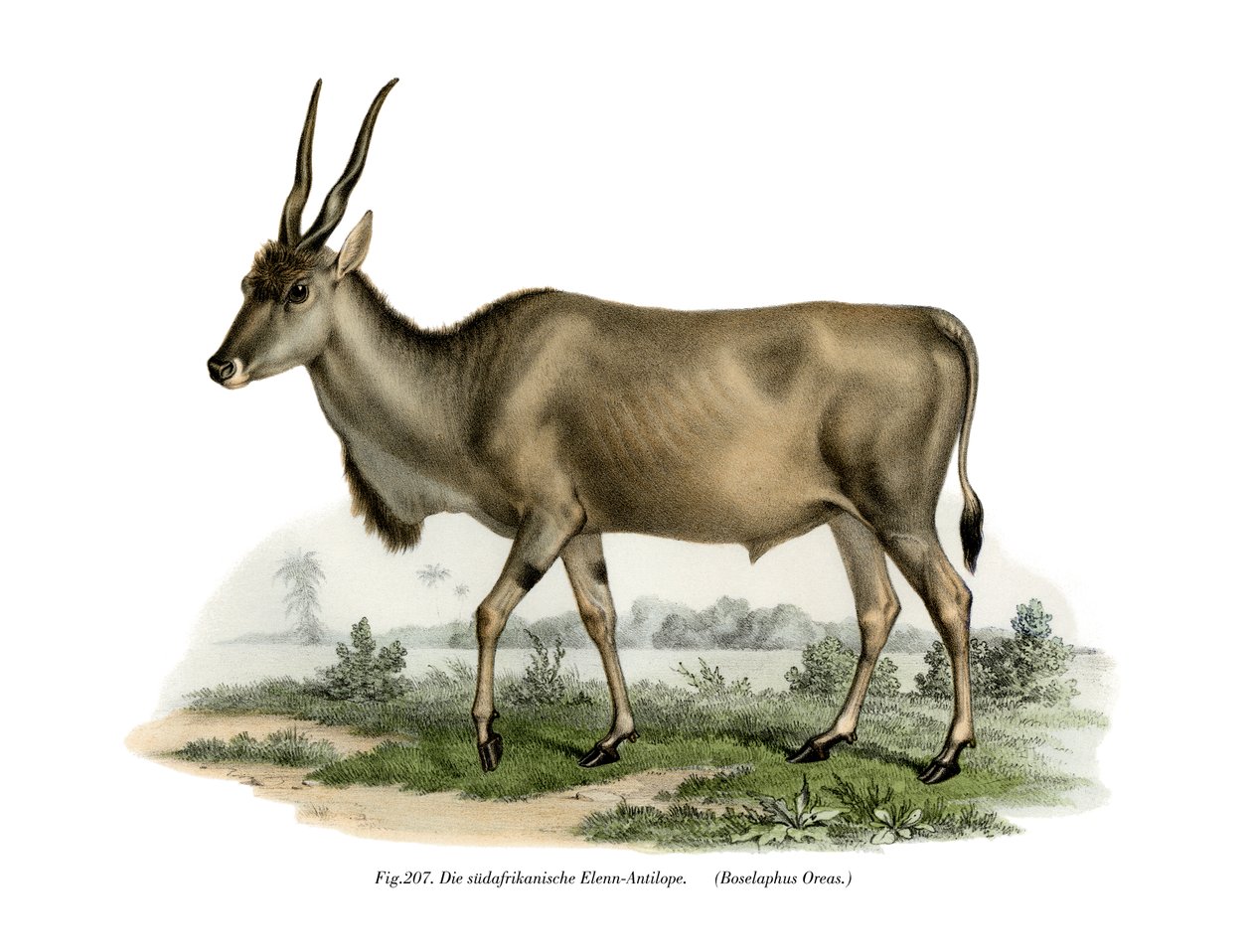 Eland, 1860 de German School