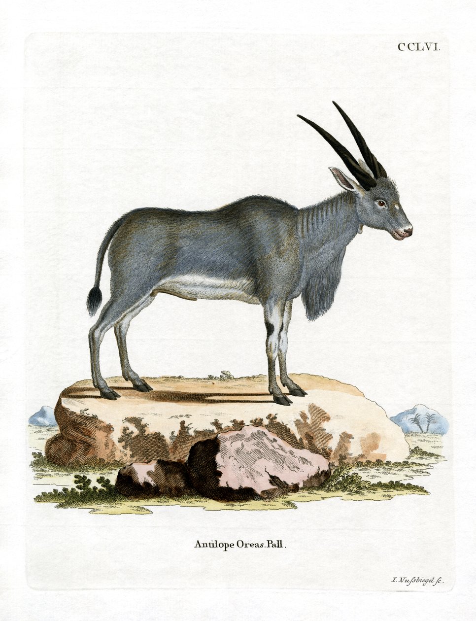 Eland Antelope (gravura colorida) de German School