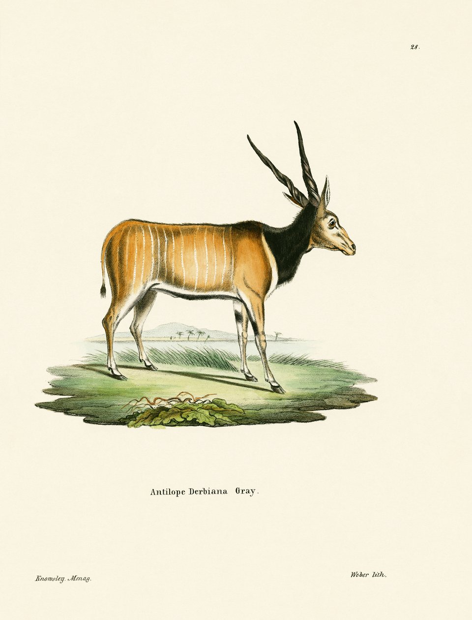 Antílope Eland de German School