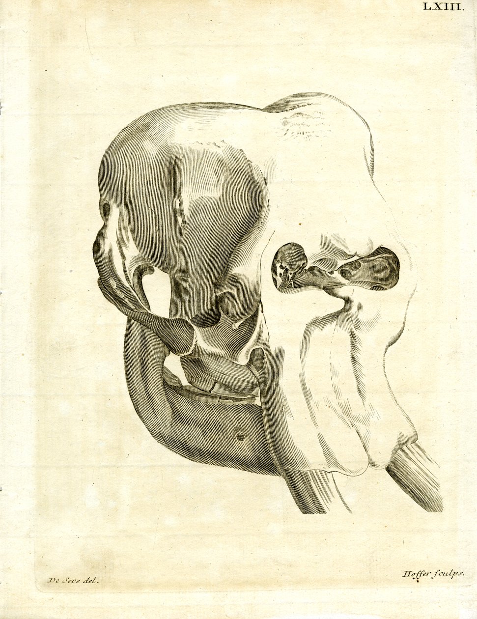 Elephant Skull (gravura colorida) de German School