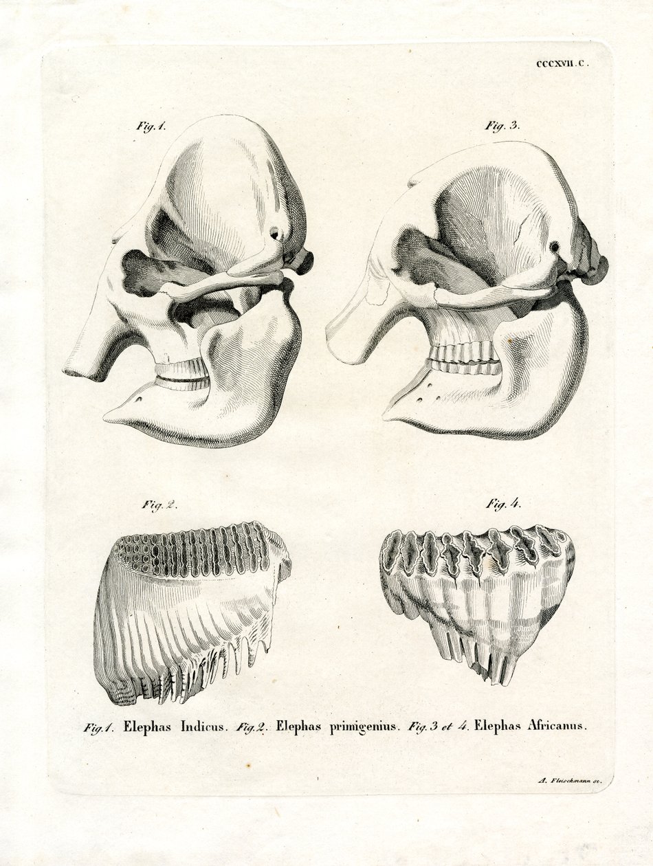 Elephant Skulls (gravura colorida) de German School