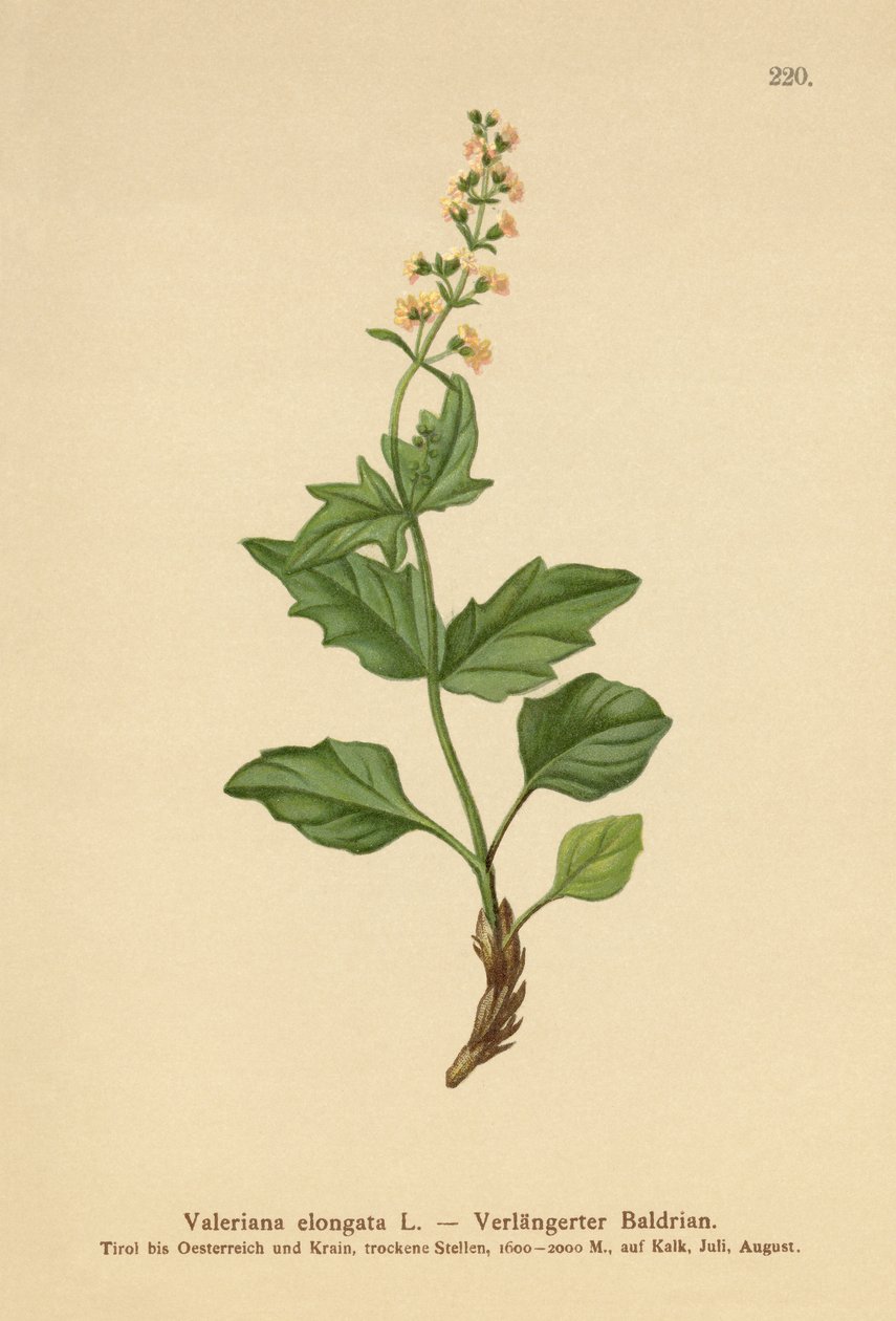 Valeriana alongada (valeriana alongada) de German School
