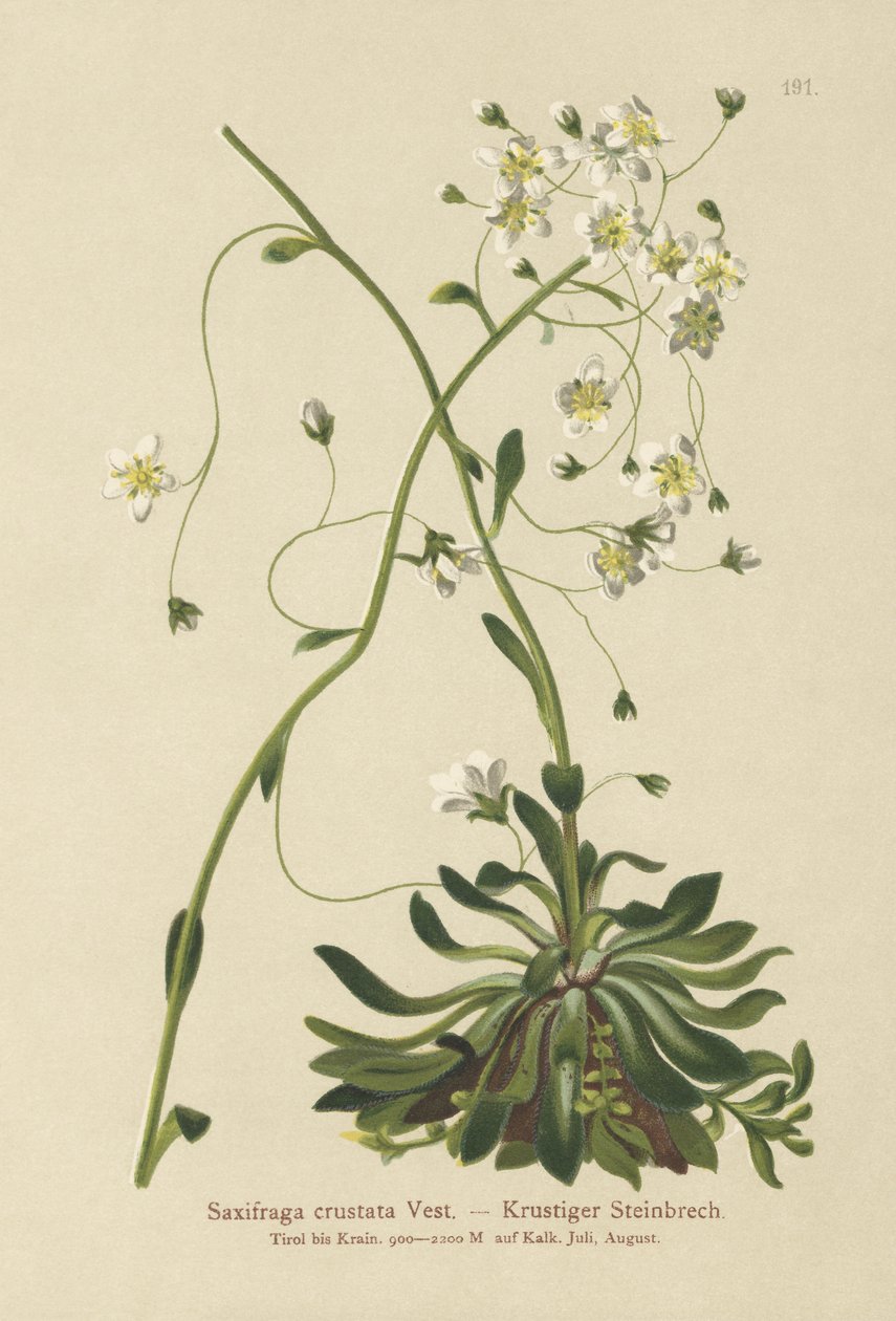 Saxifrage Encrusted (Saxifraga crustata) de German School