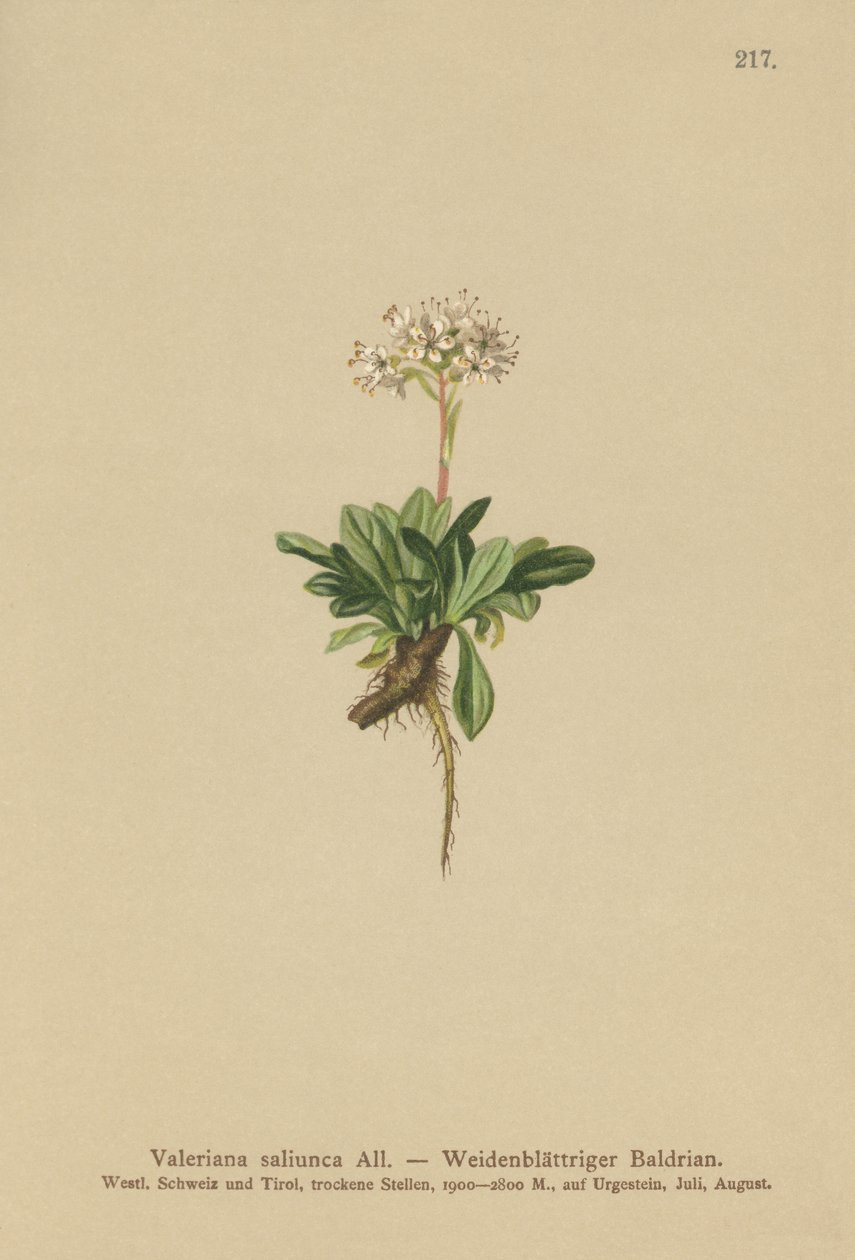 Valeriana com folhas inteiras (Valeriana saliunca) de German School