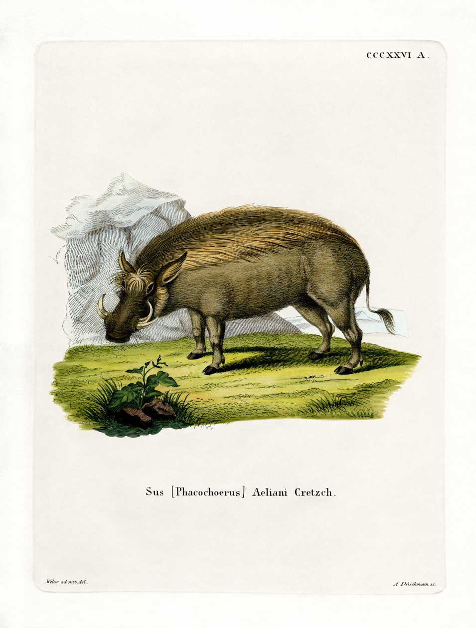Eritrean Warthog (gravura colorida) de German School
