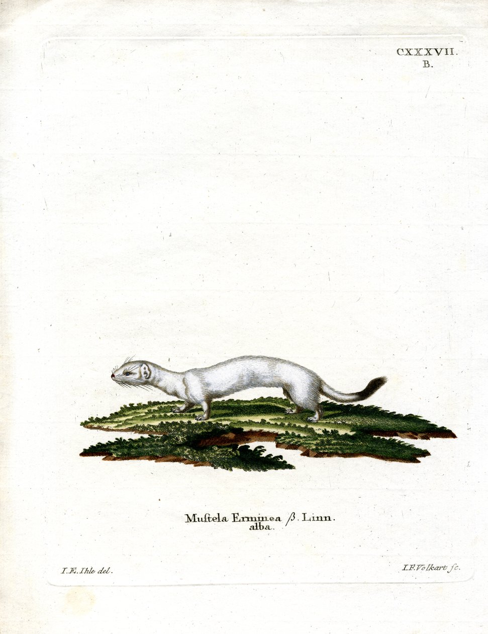 Ermine (gravura colorida) de German School