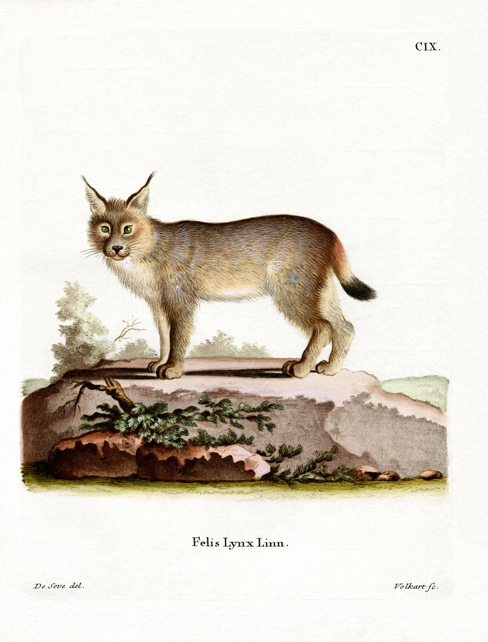 Luchs Eurasianos (gravura colorida) de German School