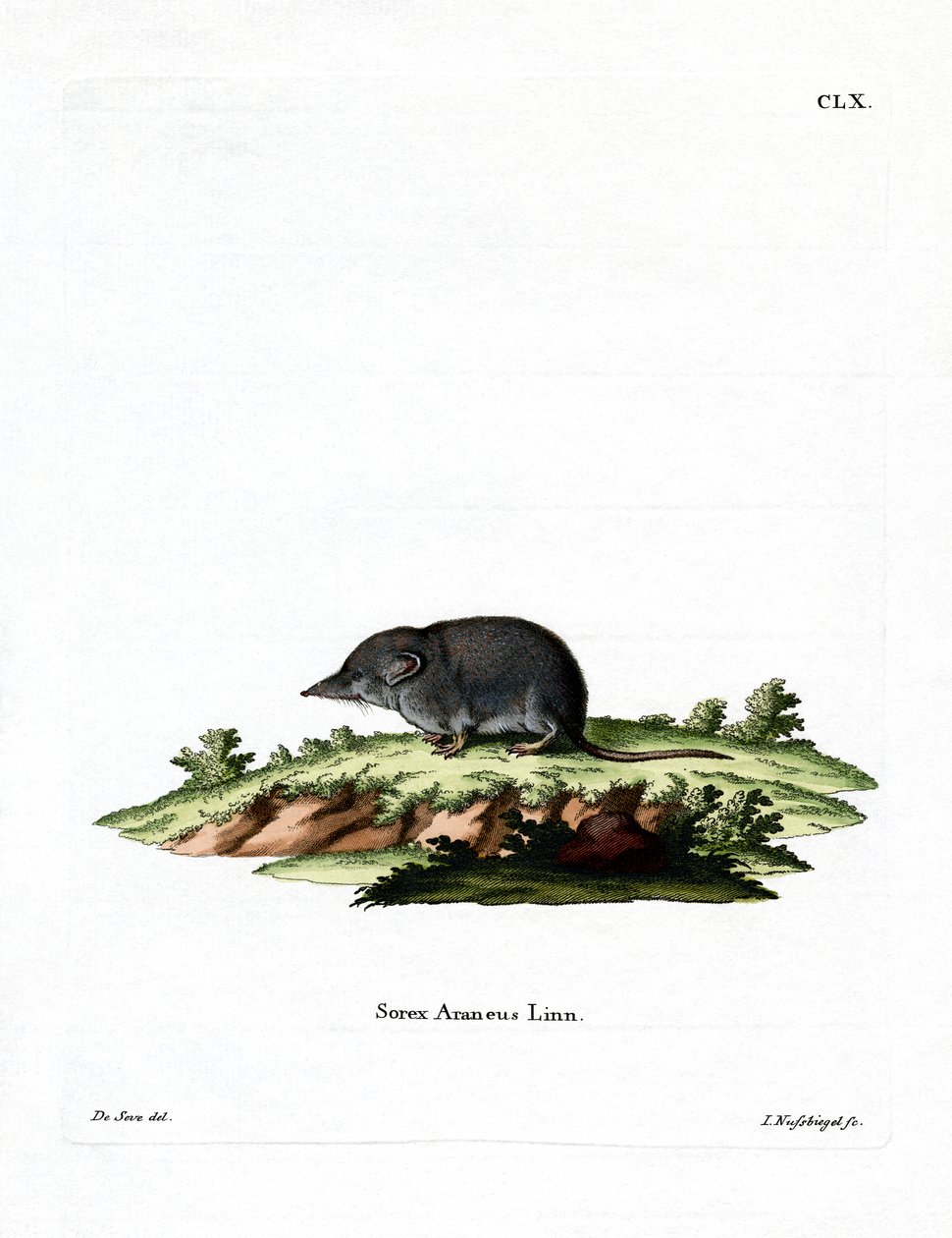 Eurasian Shrew (gravura colorida) de German School