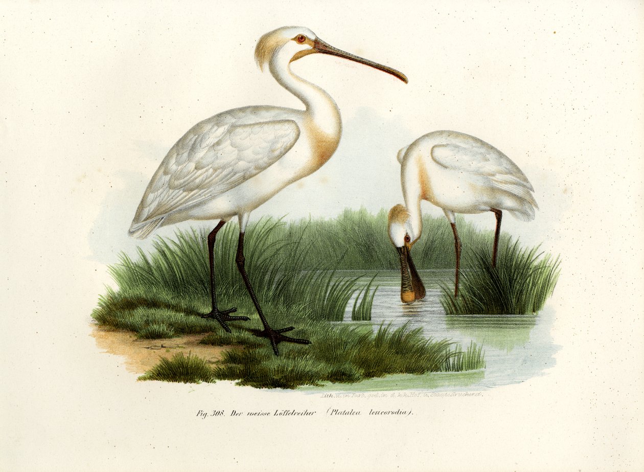 Colhereiro Eurasiático, 1864 de German School