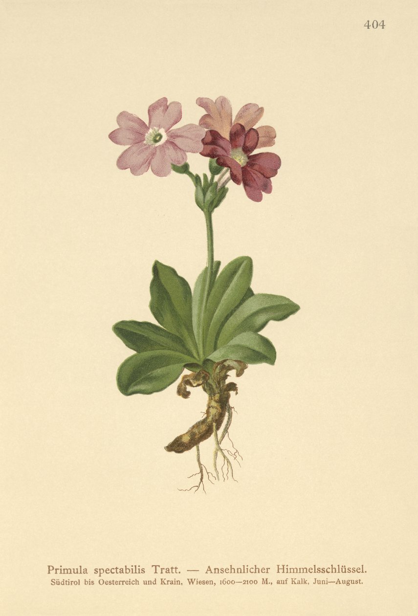 Primrose Alpina Europeia (Primula spectabilis, Auriculastrum primula) de German School