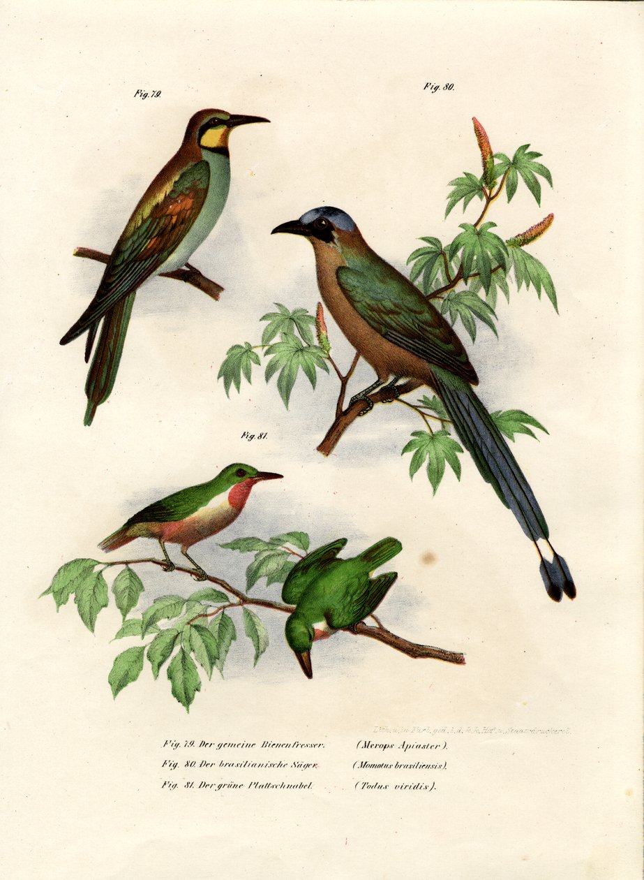 Abelharuco Europeu, 1864 de German School