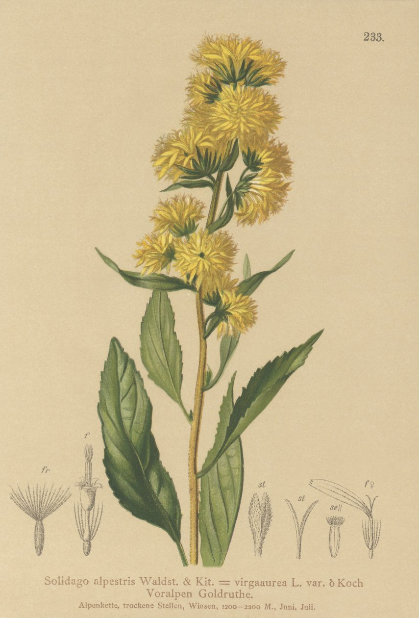 Goldenrod europeu (Solidago alpestris, Solidago virgaaurea, Solidago virgaurea) de German School