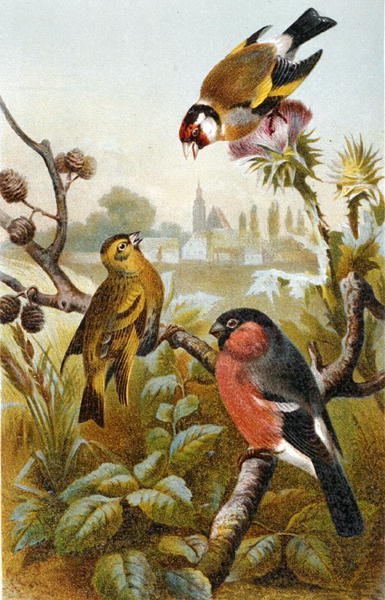 Goldfinch europeu, Icterine Greenbul e Eurasion Bullfinch, prato da "Brehm