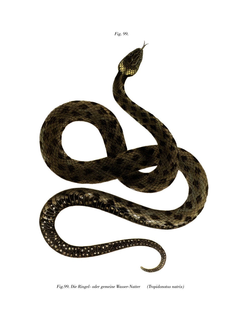 Cobra gramínea europeia (cor litho) de German School