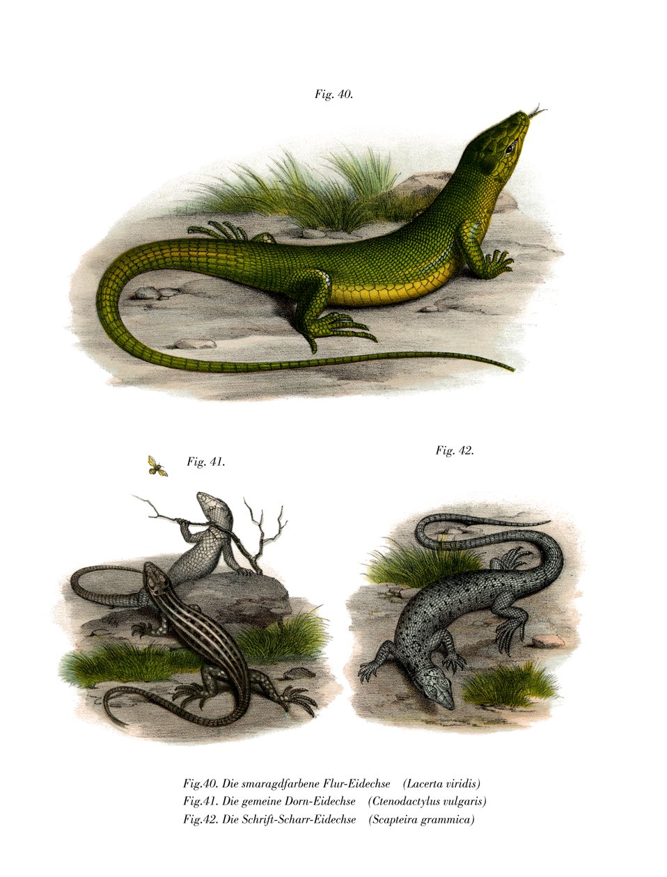 Lagarto Verde Europeu (cor litho) de German School