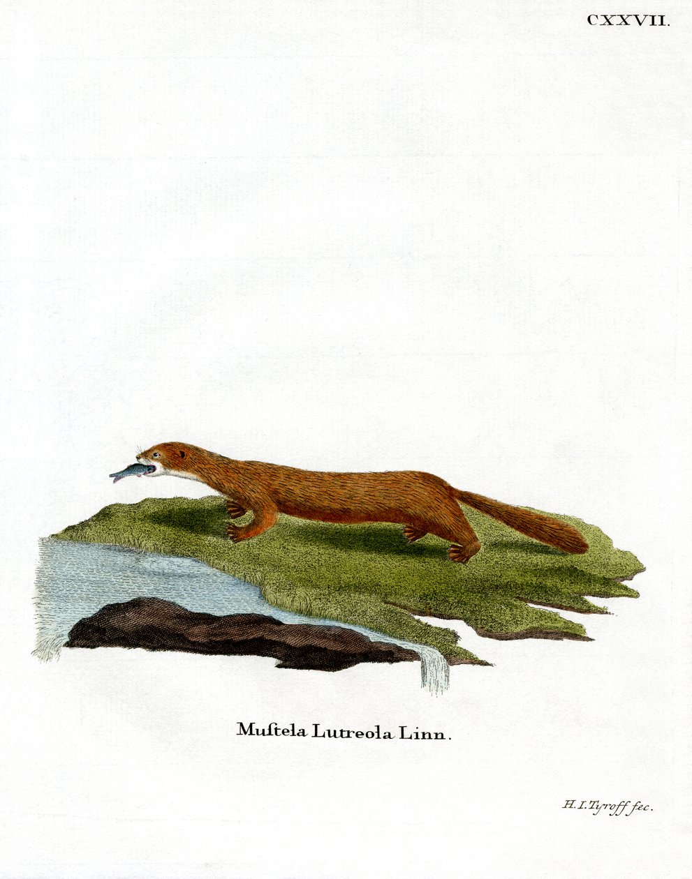 Mink Europeu (gravação a cores) de German School