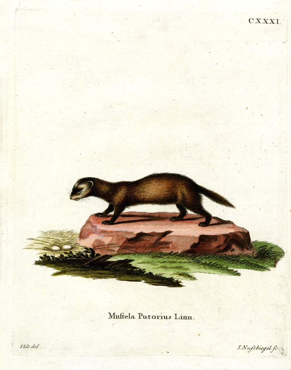 Polecat Europeu (gravura a cores) de German School