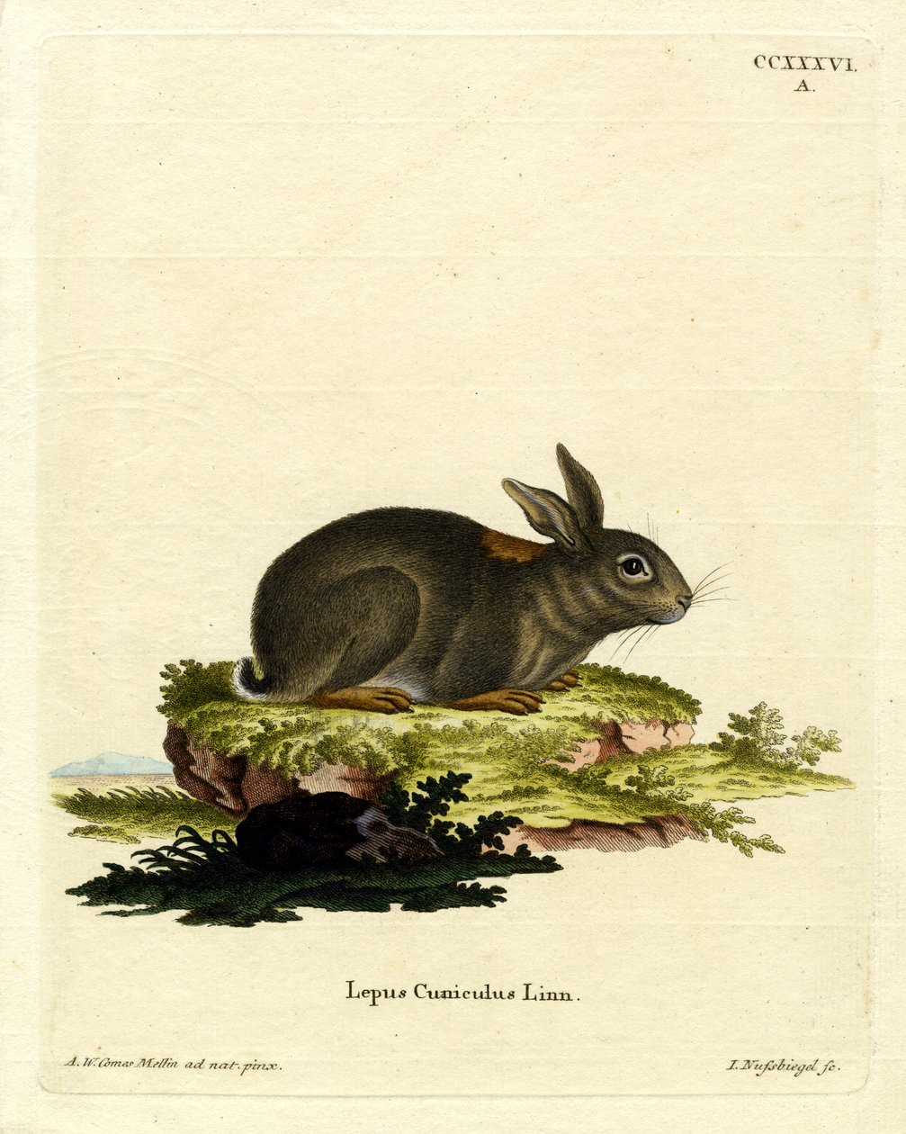 Coelho Europeu (gravura colorida) de German School