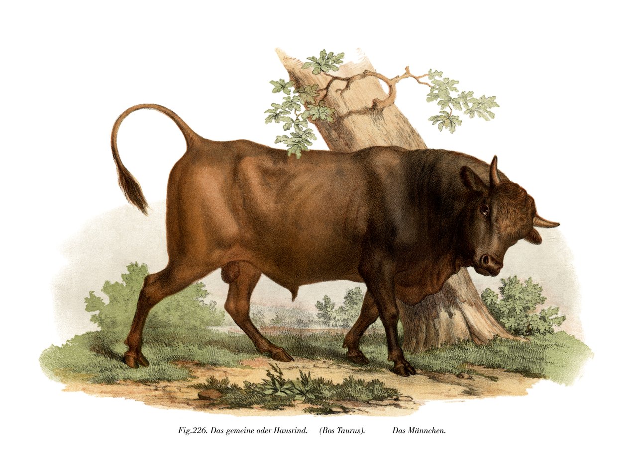 Gado europeu, 1860 de German School