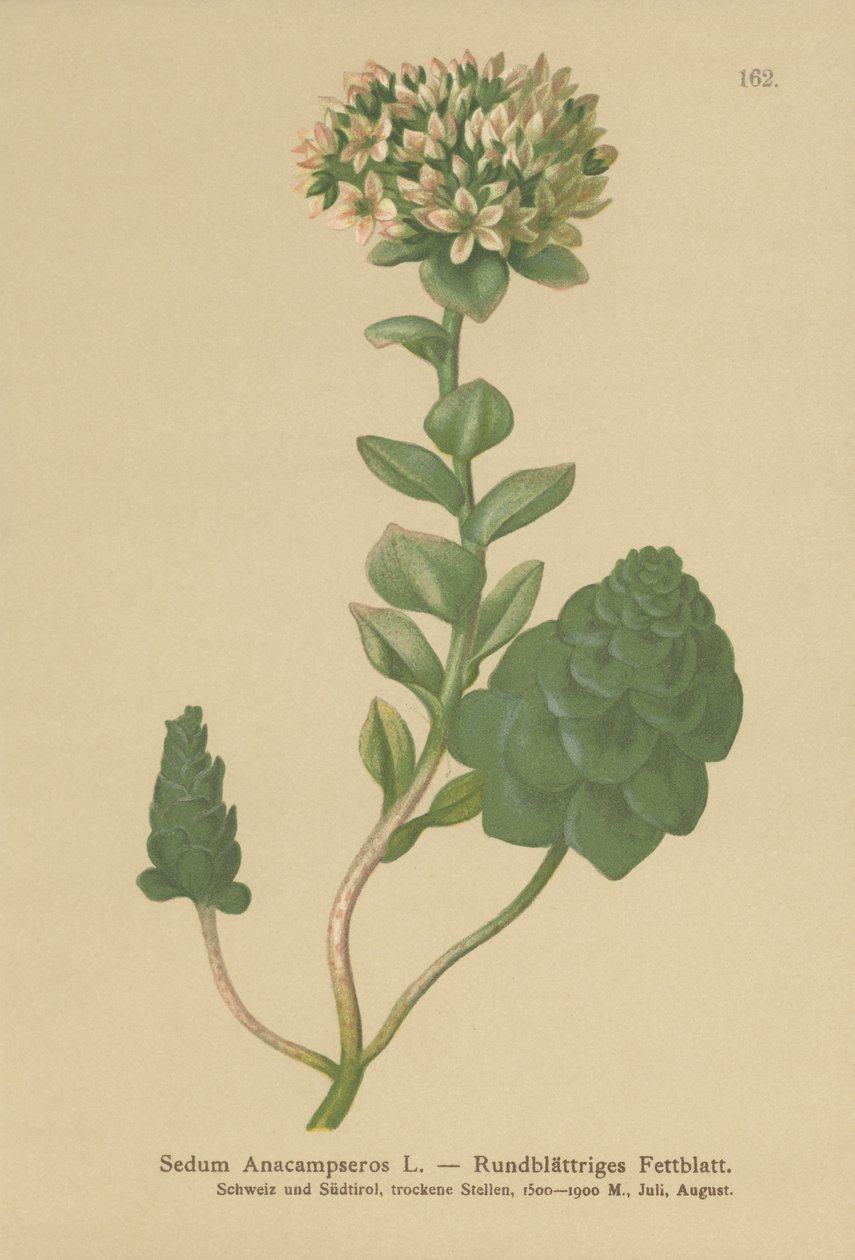 Orpine Evergreen (Sedum Anacampseros, Hylotelephium anacampseros) de German School