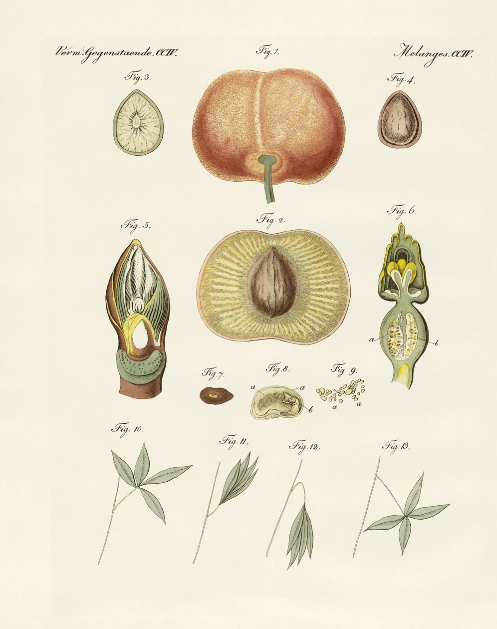 Evolução e reprodução das plantas e sono das folhas (gravura colorida) de German School