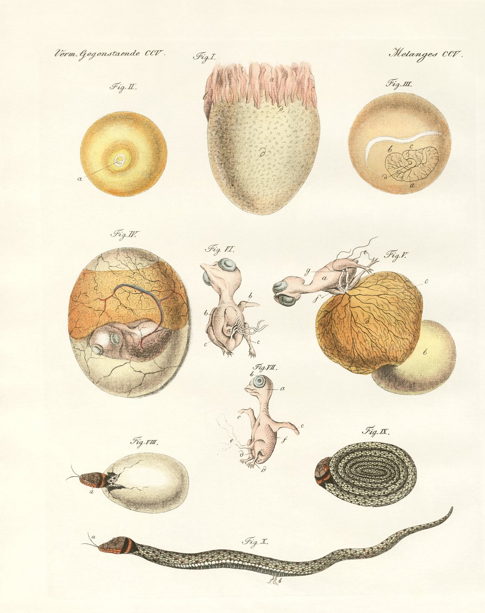 Evolução das galinhas, pombos e cobras a partir dos ovos (gravura colorida) de German School
