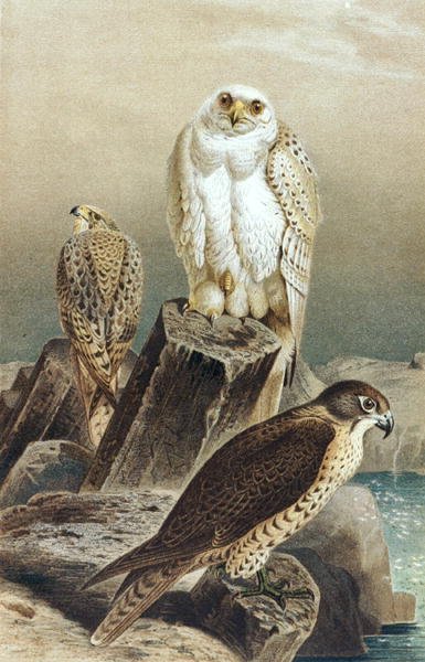 Falcão, prato de "Brehms Tierleben": Allgemeine Kunde des Tierreichs", vol.6, p.215, publicado pelo Bibliographisches Institut de German School
