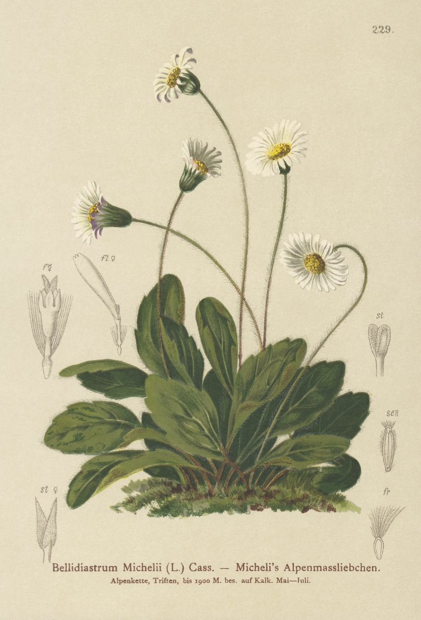 Falso Aster (Bellidiastrum Michellii) de German School