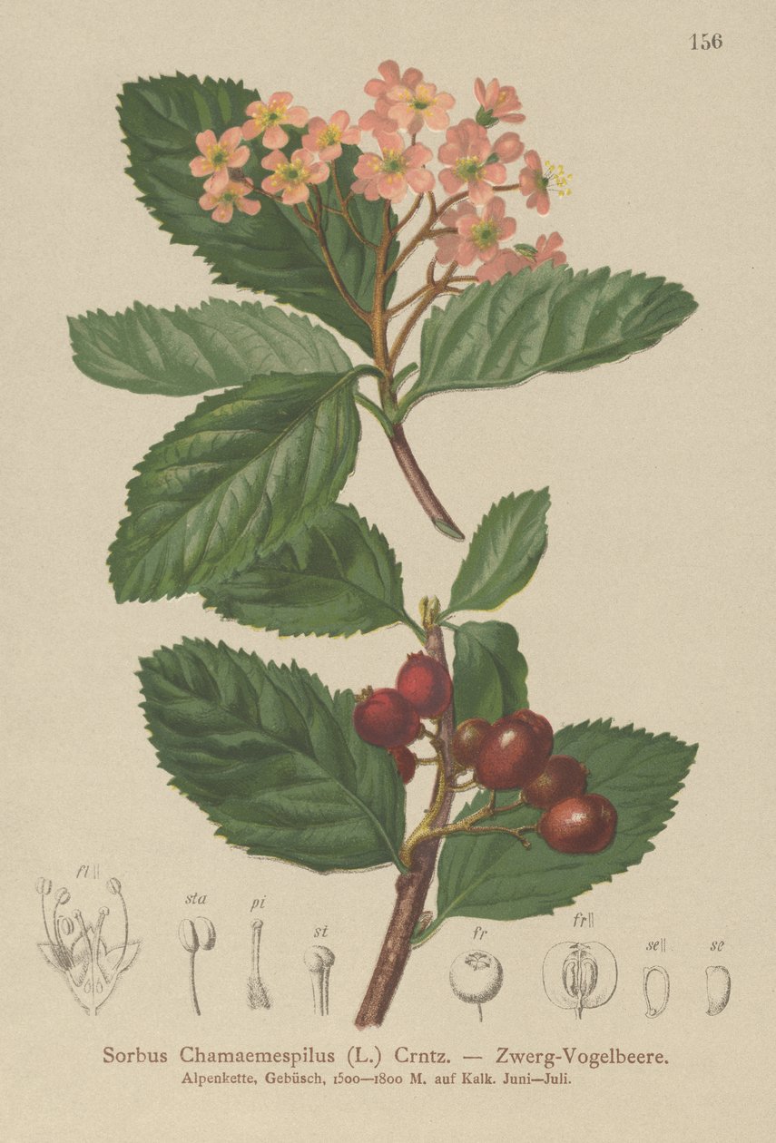 Medlar Falsa (Sorbus chamaemespilus) de German School