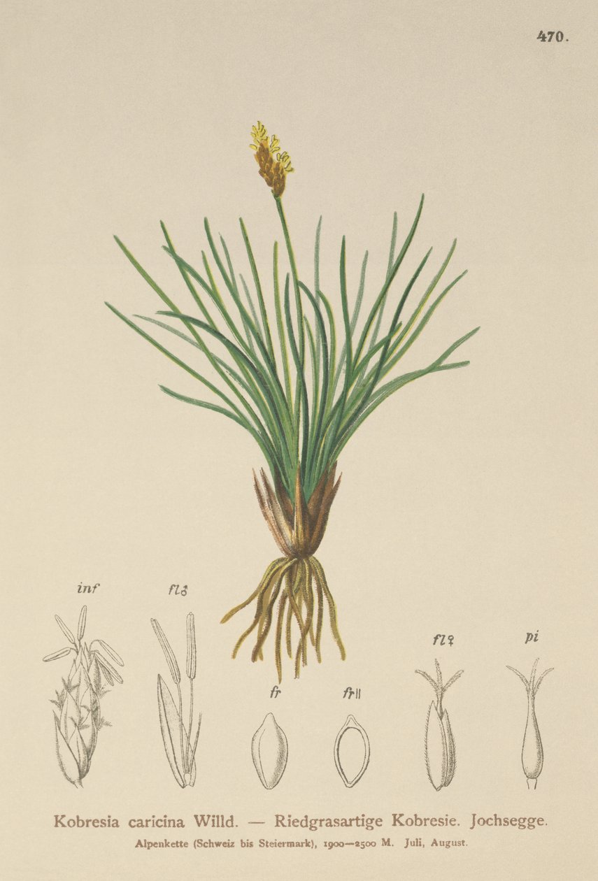 Falcão falso (Kobresia simpliciuscula, Kobresia caricina) de German School