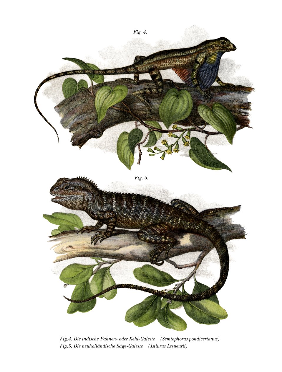 Lagarto de garganta de ventoinha (cor litho) de German School