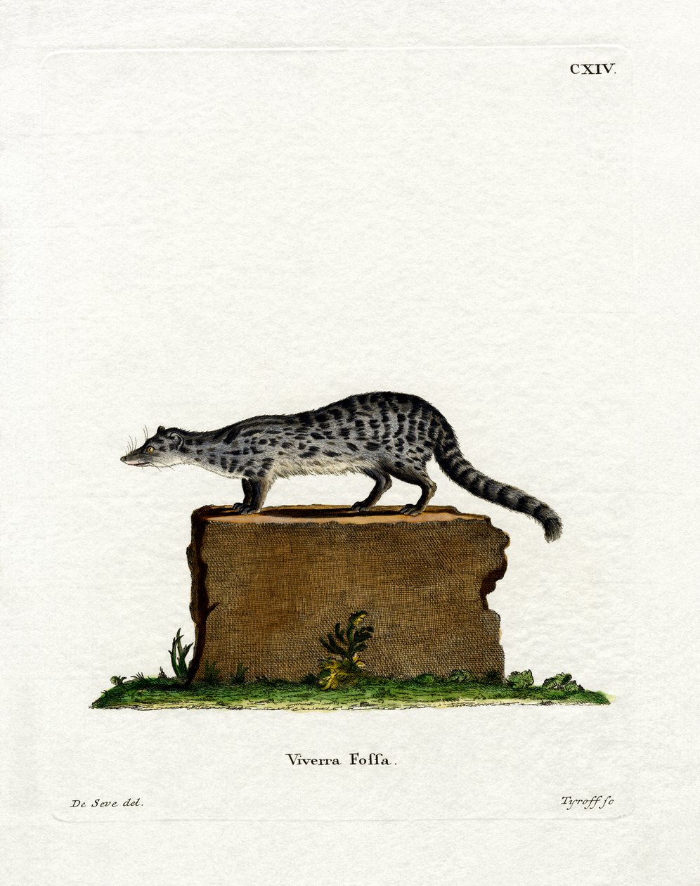 Fanaloka (gravura colorida) de German School