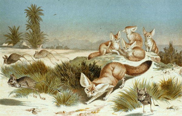 Fennec Fox, prato de "Brehms Tierleben": Allgemeine Kunde des Tierreichs", vol.2, p.202, publicado pelo Bibliographisches Institut de German School