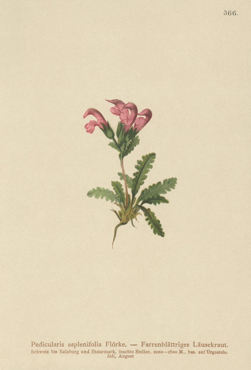 Lousewort com folhas de samambaia (Pedicularis asplenifolia) de German School