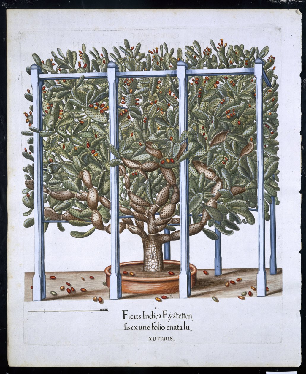 Ficus Indica Eystten de Hortus Eystettensis pelo bar de Basil Besler (1561-1629). 1613 (gravura colorida à mão) de German School