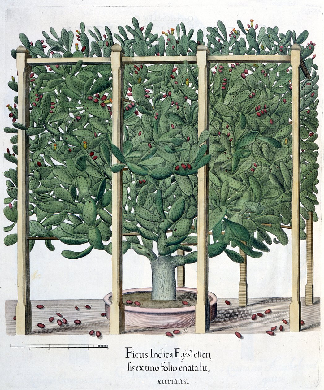 Ficus indica eystettensis, do Hortus Eystettensis por Basil Besler (1561-1629), pub. 1613 de German School
