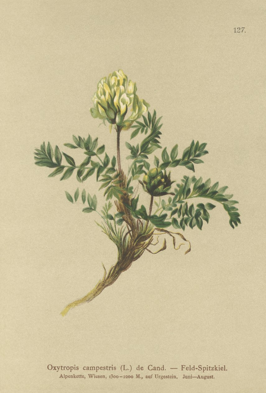Locoweed de campo (Oxytropis campestris) de German School