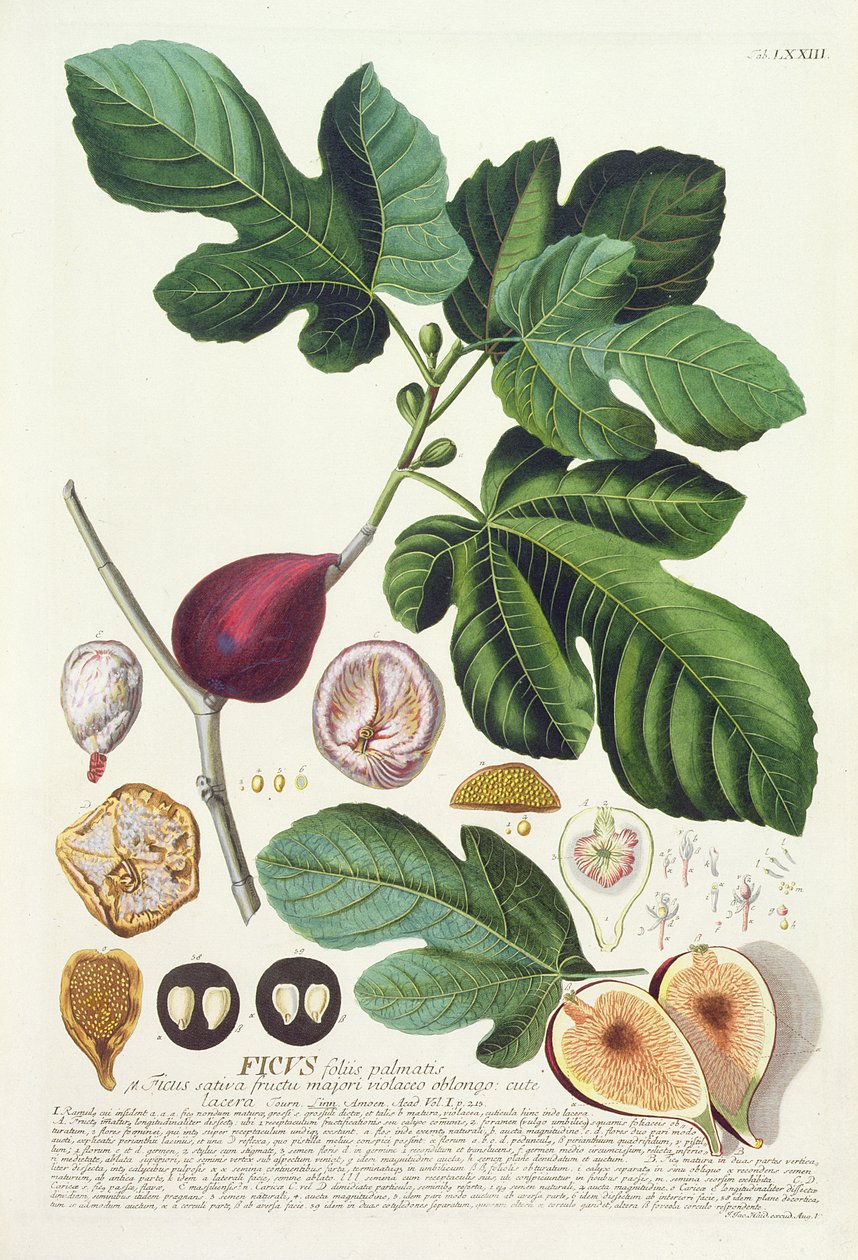 Fig, gravada por Johann Jakob Haid (1704-67), placa 73 de um livro botânico, pub. de Augustus Vind de German School