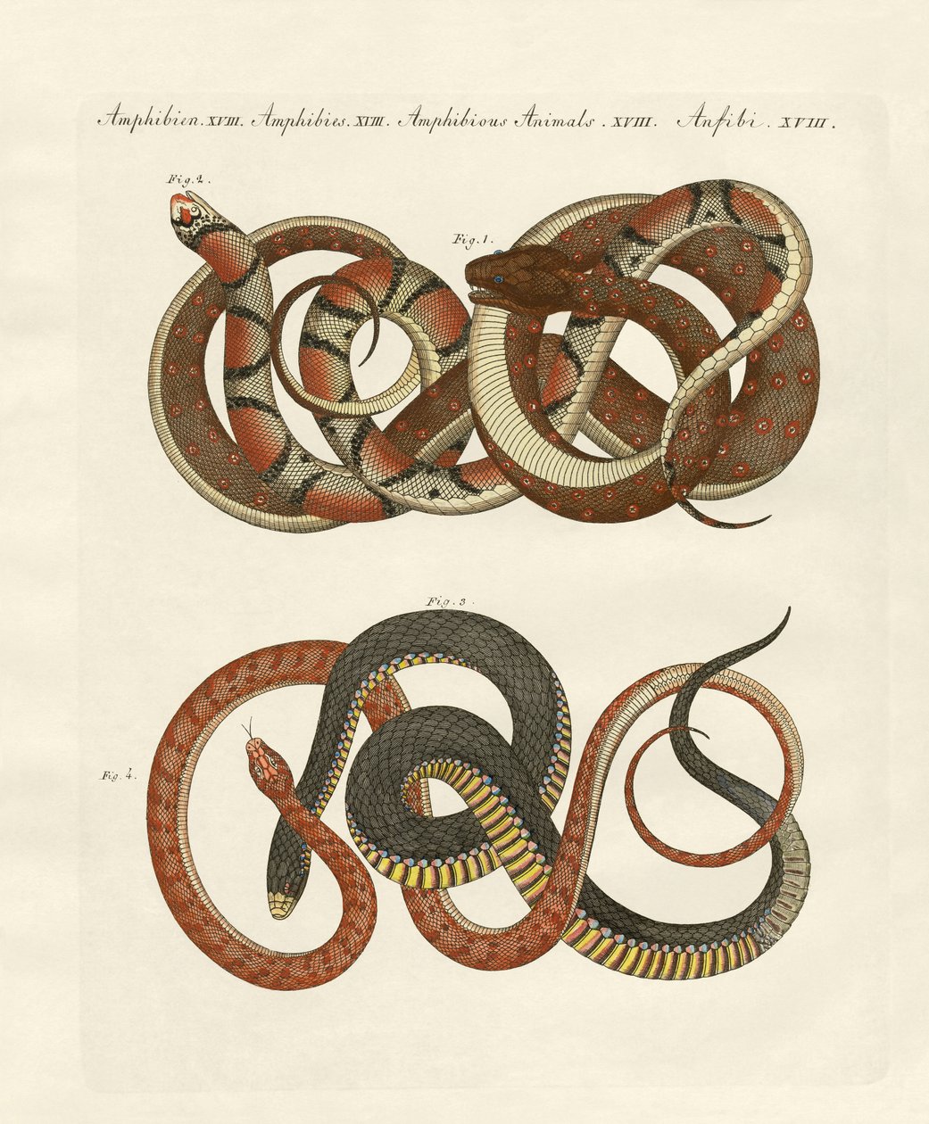 Colubrídeos de linhas finas (gravação colorida) de German School