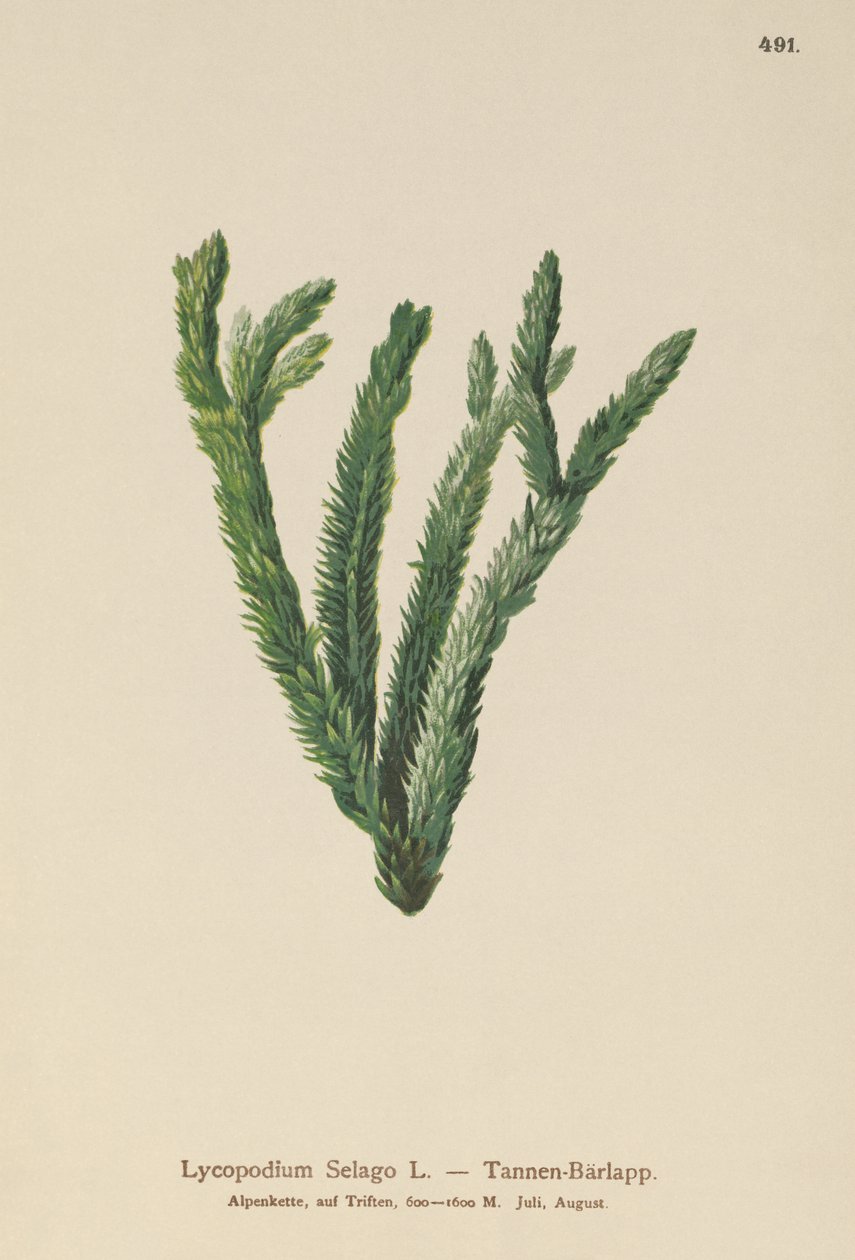 Musgo do clube do abeto (Lycopodium Selago) de German School