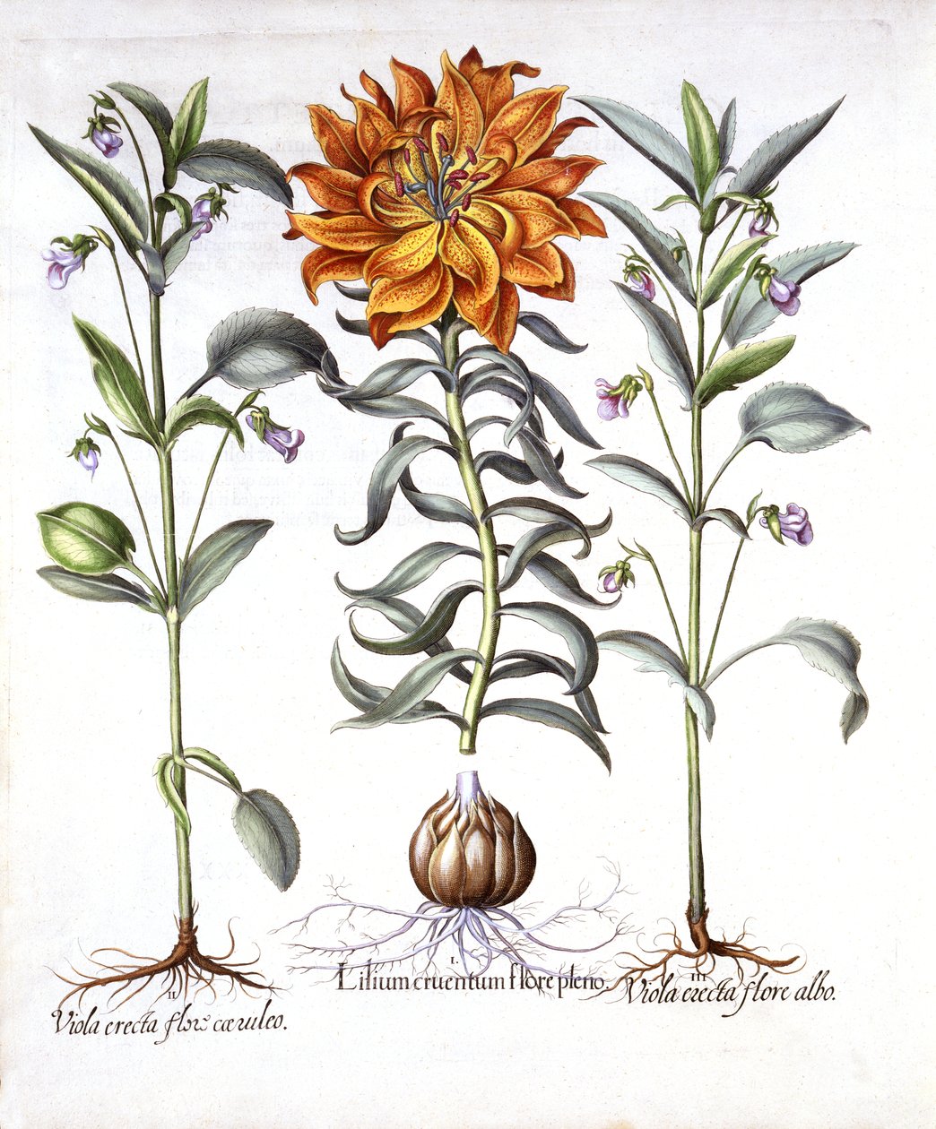 Fire Lily e Viola, de Hortus Eystettensis, de Basil Besler (1561-1629), pub. 1613 (gravura colorida à mão) de German School