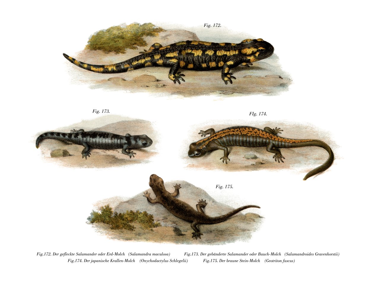 Salamandra de fogo de German School