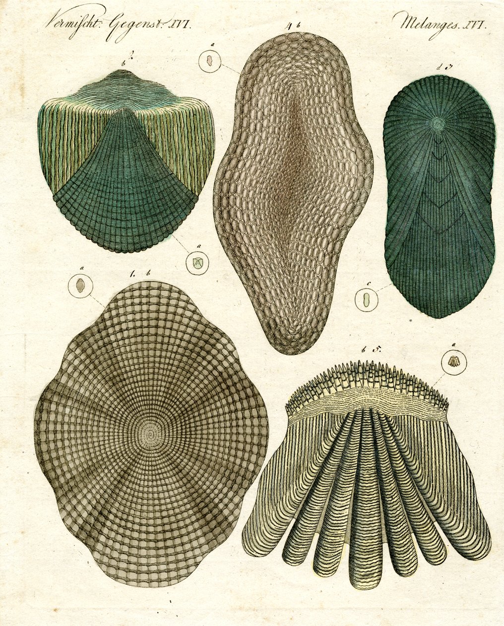 Balanças de peixe de German School